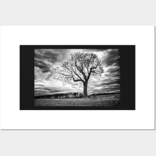 End of Summer - Black and white Tree Posters and Art